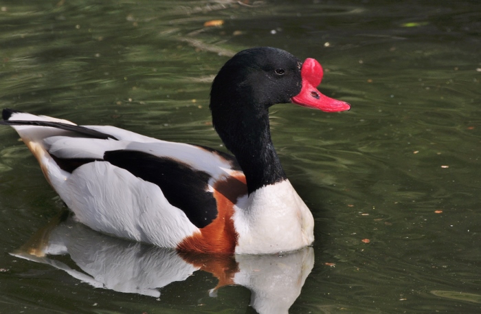 common shelduck